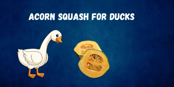 Safe Feeding Guide Of Ducks Eating Acorn Squash? Is It Safe
