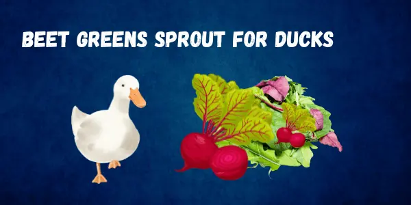 The Answer May Surprise You Why Can Ducks Eat Beet Greens? Find Out Here