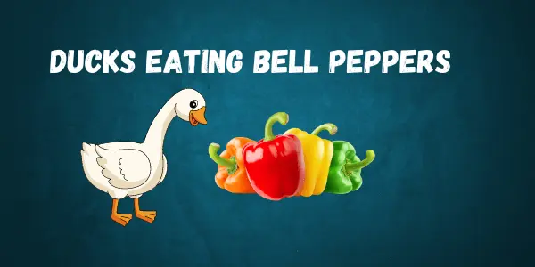 Can Ducks Eat Bell Peppers? Everything You Need to Know