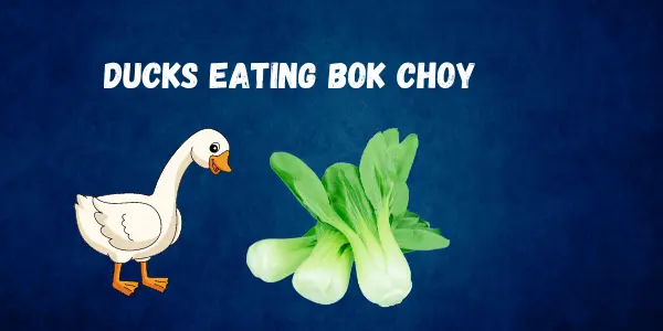 Can Ducks Eat Bok Choy? Nutritional Insights and Feeding Guide