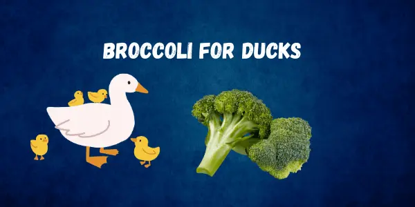 Can Ducks Eat Broccoli?
