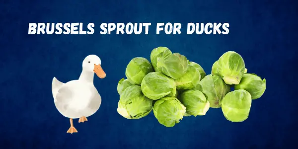 Nutrition and Feeding Tips Of Can Ducks Safely Eat Brussels Sprouts