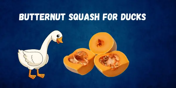A Safe Snack for Your Flock Why Can Ducks Eat Butternut Squash?