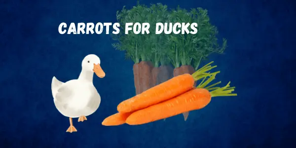 Can Ducks Eat Carrots? A Complete Guide