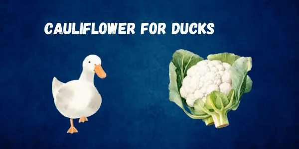 Can Ducks Eat Cauliflower? Nutritional Facts and Feeding Guide