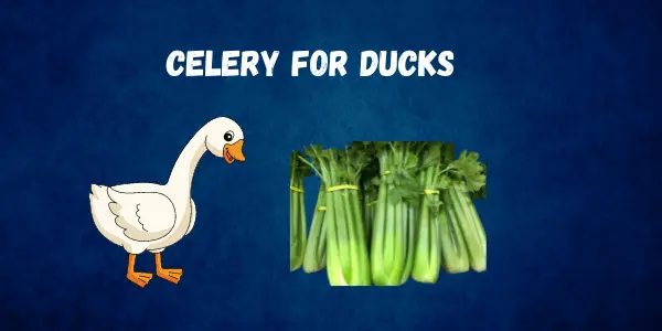 Can Ducks Eat Celery? Everything You Need to Know