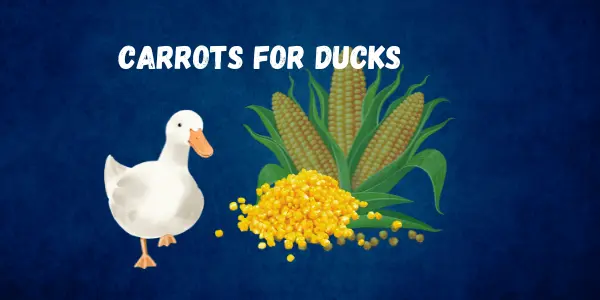 Can Ducks Eat Corn? (Everything You Need to Know)
