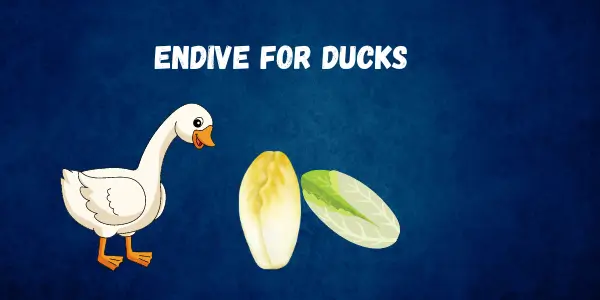 Can Ducks Eat Endive Exploring Nutritional Benefits and Preparation Tips