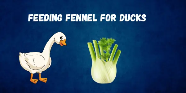 Feeding Guide To Ducks Owners Can Ducks Eat Fennel - Post Thumbnail