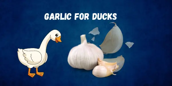 Here’s What You Should Know Can Ducks Safely Eat Garlic? Read This - Post Thumbnail