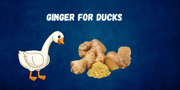 Can Ducks Eat Ginger? Everything You Need to Know - Post Thumbnail