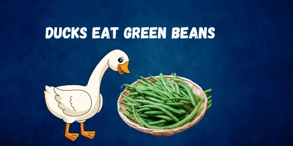 Can Ducks Eat Green Beans? A Complete Feeding Guide