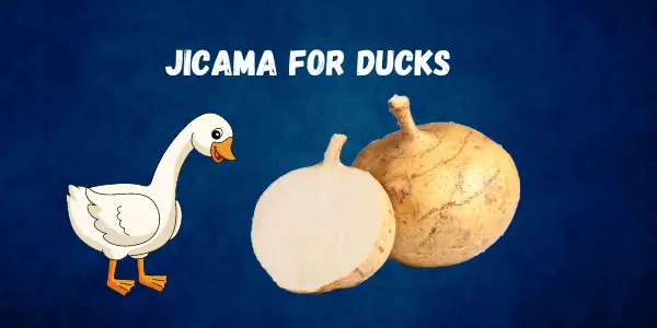 A Safe and Healthy Option Feeding Jicama to Ducks A Guide for Duck Owners