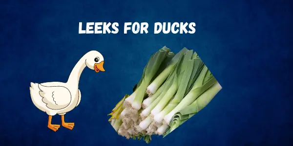 Can Ducks Eat Leeks? Risks, Benefits, and Safe Feeding Guide - Post Thumbnail