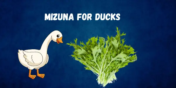 Discover the Benefits and Risks Can Ducks Eat Mizuna? Safe Feeding Tips