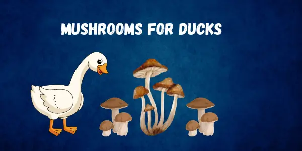 The Ultimate Safety Guide Can Ducks Eat Mushrooms With Health Benefits & Risks - Post Thumbnail