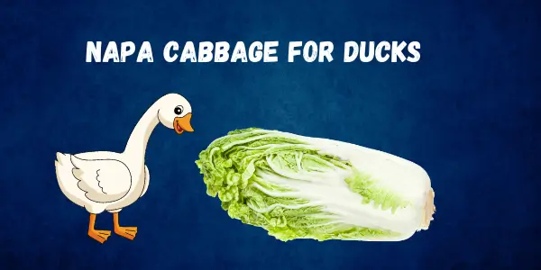 A Safe and Healthy Treat Can Ducks Eat Napa Cabbage? Health Benefits and Guidelines