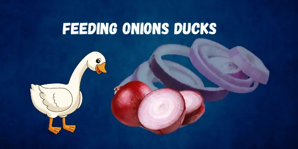 Get the Facts Now Can Ducks Eat Onions Safely - Are Its Safe for Ducks? - Post Thumbnail