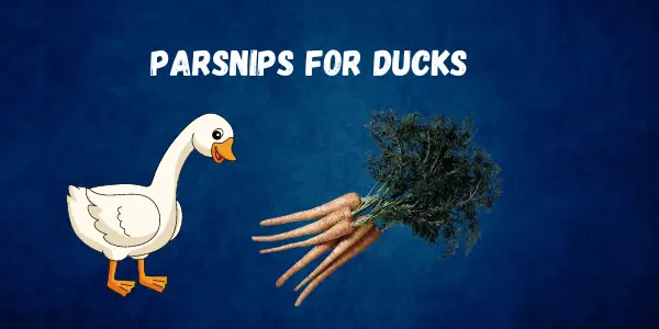 Can Ducks Eat Parsnips? A Complete Feeding Guide - Post Thumbnail