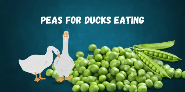 A Comprehensive Guide to Can Ducks Eat Peas With Feeding Tips