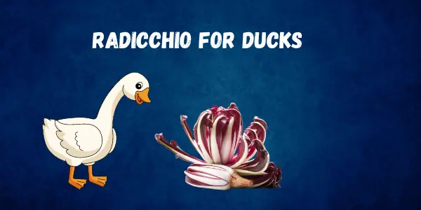 Discover the Surprising Facts Why Can Ducks Eat Radicchio? Must Read - Post Thumbnail