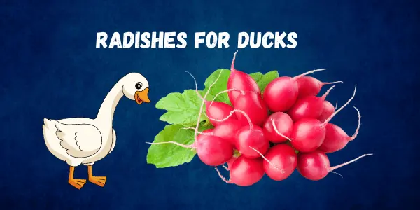 Can Ducks Eat Radishes? Everything You Need to Know