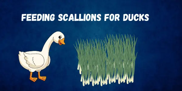 What You Should Know Why Can Ducks Safely Eat Scallions - Must Read - Post Thumbnail