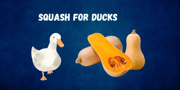 Can Ducks Safely Eat Squash? Don’t Miss These Important Feeding Tips