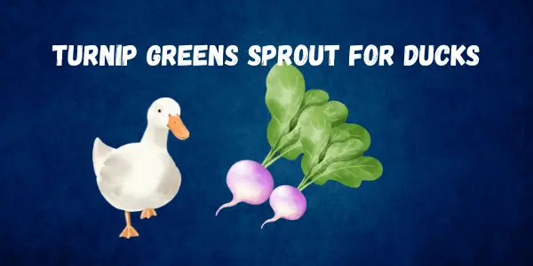 Can Ducks Eat Turnip Greens? A Complete Feeding Guide