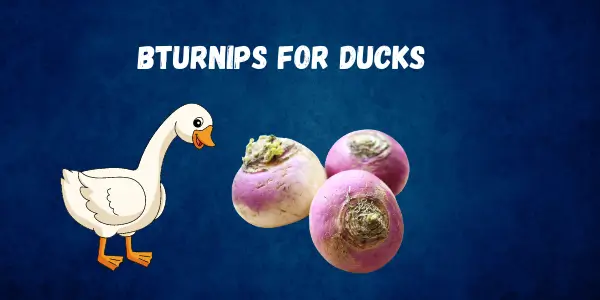 Can Ducks Eat Turnips A Nutritional Facts for Your Flock Diet