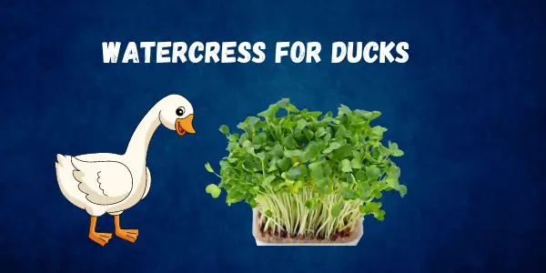 Find Out the Nutritional Truth Why Can Ducks Safely Eat Watercress?