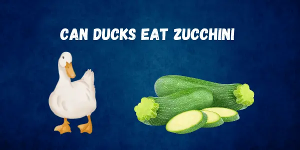 Can Ducks Eat Zucchini - Safe Feeding Guide for Ducks
