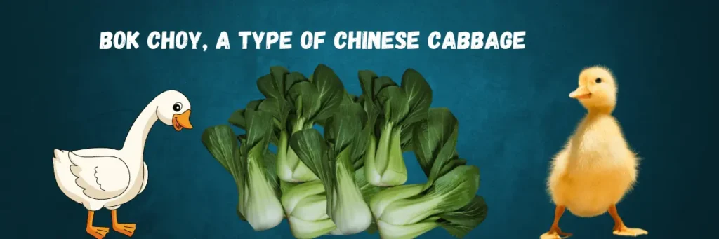 Can baby ducks and ducks eat bok choy
