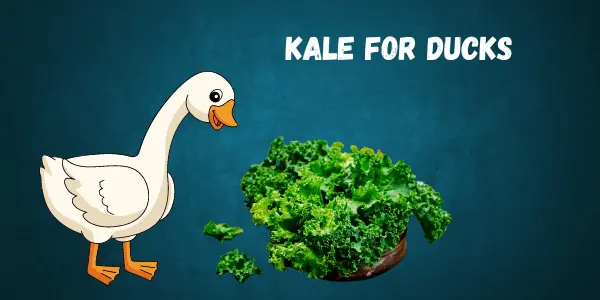 Can Ducks Eat Kale? A Complete Feeding Guide