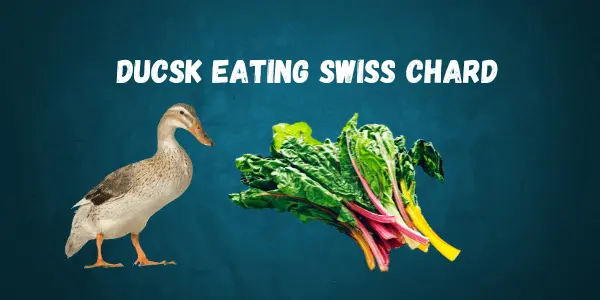 Can Ducks Eat Swiss Chard? A Complete Feeding Guide