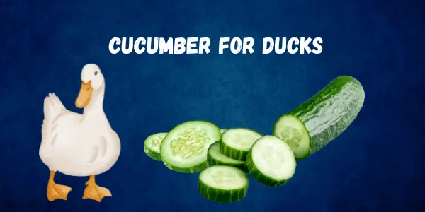 Can Ducks Eat Cucumber? Nutritional Insights & Feeding Guide