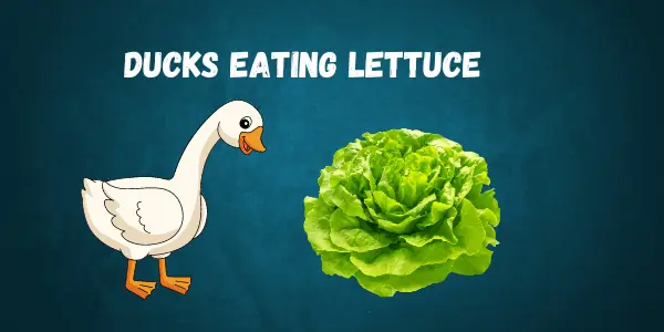Can Ducks Eat Lettuce? A Complete Guide for Duck Owners - Post Thumbnail