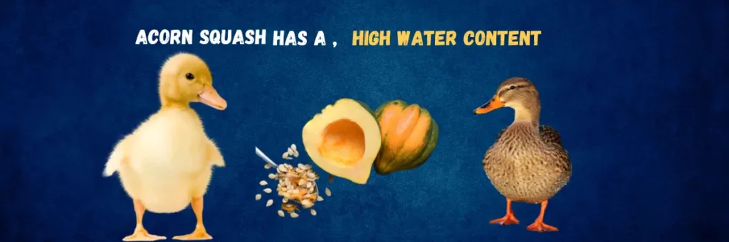 Feeding Acorn Squash to Ducks