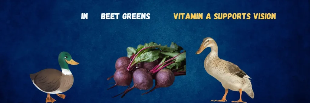 Feeding Beet Green To Ducks