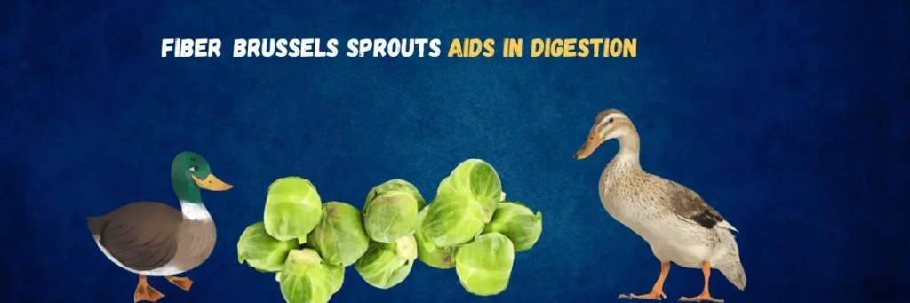 Feeding Brussels Sprouts to Ducks