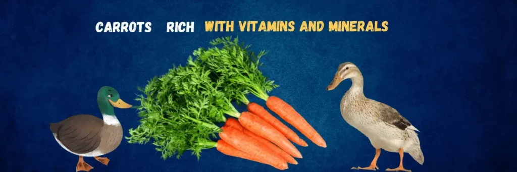 Feeding Carrots To Ducks
