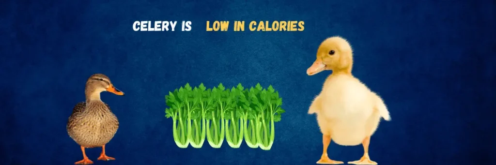 Feeding Celery To Ducks