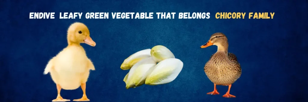 Feeding Duck Endive