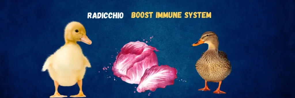 Feeding Radicchio to Ducks