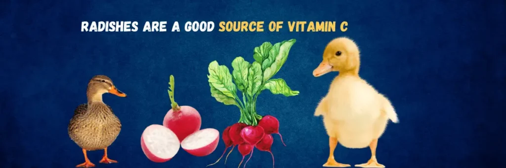 Feeding Radishes to Ducks