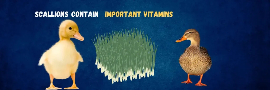 Feeding Scallions to Ducks