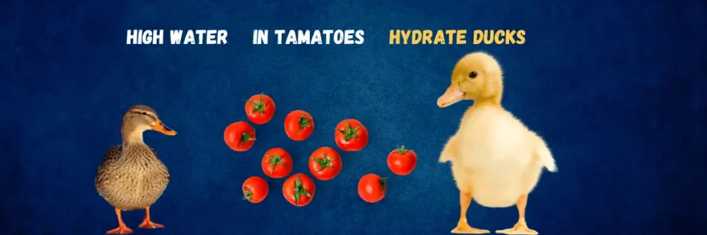 Feeding Tomatoes for Ducks