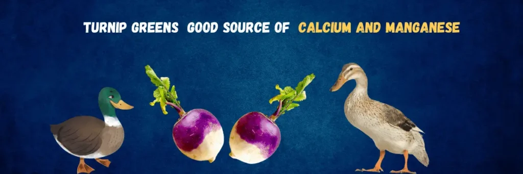 Feeding Turnip Green To Ducks