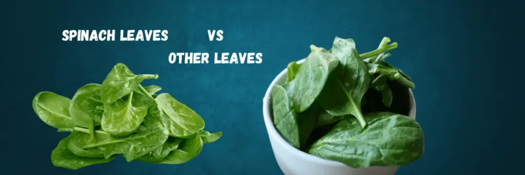 Green Leafs vs Other Leafs