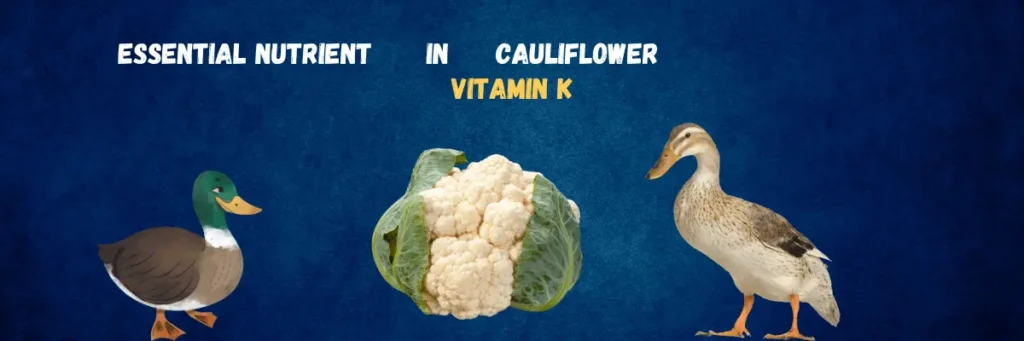 Ducsk Eating Cauliflower